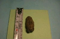 藏品(魚骨)的圖片